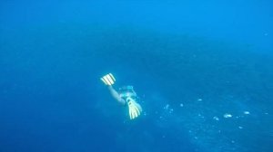 Jump Into Jaws