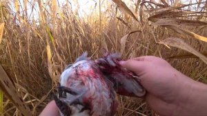 Охота на ФАЗАНА и куропатку