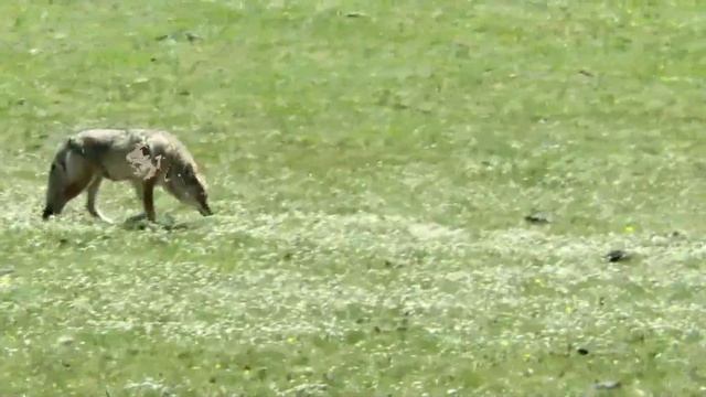 MART210 - Datamoshing - Coyote Danger feat bison avi remixed смотреть онлайн