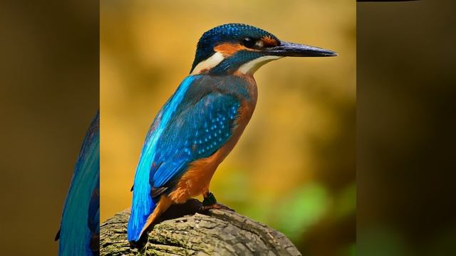 Щегол смотреть онлайн