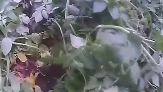 Сад и огород  СЕКРЕТ ПОЛУЧЕНИЯ БОЛЬШОГО УРОЖАЯ КАРТОФЕЛЯ смотреть онлайн