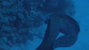 Moray Eels fight together red sea hurghada egypt shehab boat and diving center