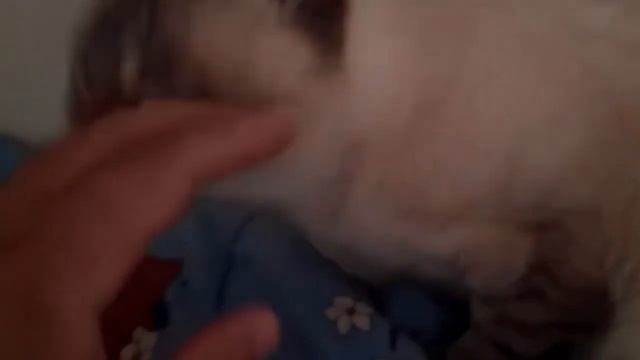 Гостиница для животных -РЫЖИЙ BOSS- смотреть онлайн