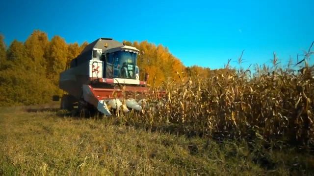 Бережная уборка кукурузы c Argus 870 смотреть онлайн