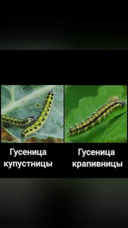 #бабочка гусеница крапивницы #butterfly nettle