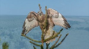 Вещание Гамаюна 11 Легенда о мышелове (Канюк)