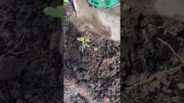 Посадки в парнике в конце апреля