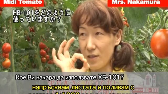 HB-101 при отглеждане на домати