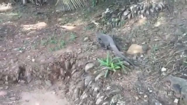 Живность Шри Ланки смотреть онлайн