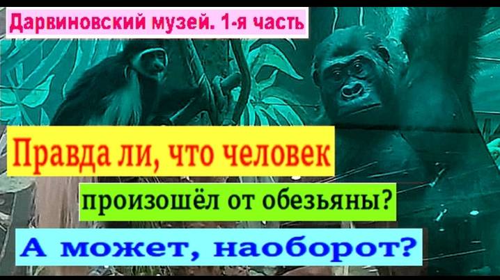 Правда ли, что человек произошёл от обезьяны. А может, наоборот. См. репортаж из Дарвиновского музея