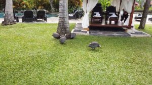 Westin Resort, Nusa Dua - Bali