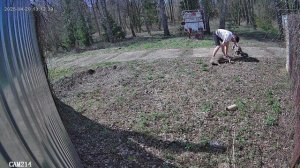 Соседские собаки напали на моих собак.