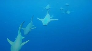 Snorkeling with sharks. Cinnamon Velifushi Maldives