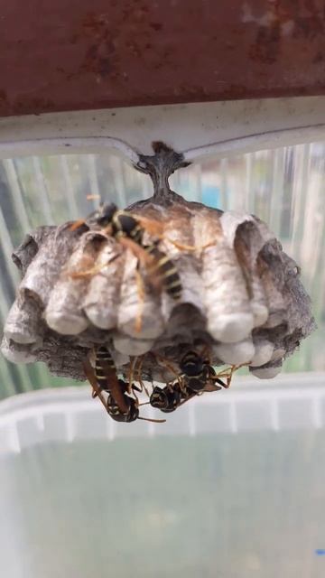 Гнездо ос в теплице.