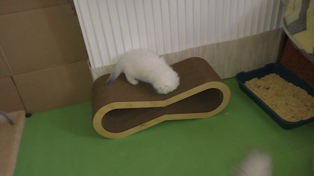 Подозрительная находка: котята исследуют тайны своей новой кошачьей коктеточки! смотреть онлайн