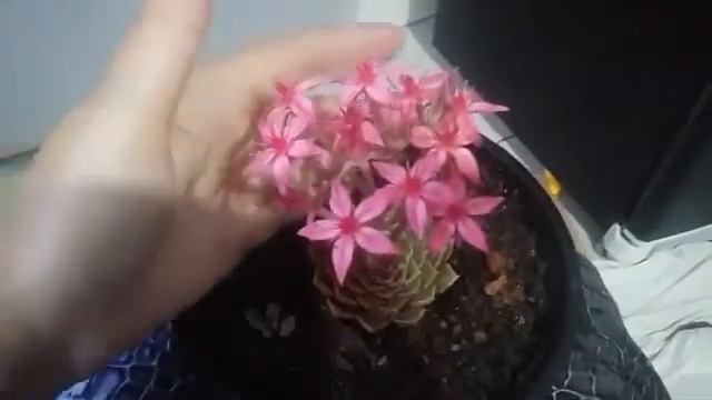 Floração da Graptopetalum Bellum...comprei álcool isopropílico pela internet.