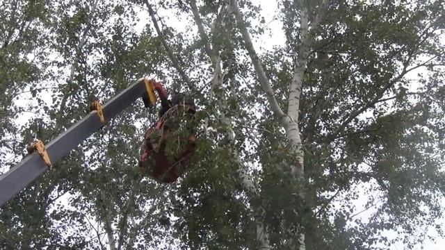 Снос тополей на ул.Комсомольская 43.