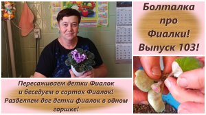Болталка про Фиалки! Выпуск 103! Пересаживаем детки Фиалок и беседуем о сортах Фиалок!