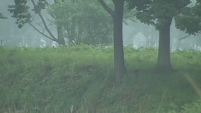 олень убегает смотреть онлайн