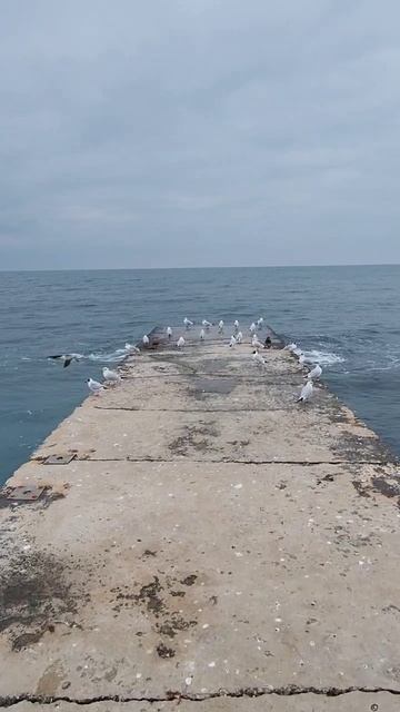 Морские чайки #чайки #волнорез #морскиечайки #черноеморе #шумморя