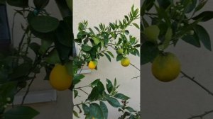 Очень красивый сад друга с Италии. Пишите в комментарии Понравился ли вам такой рай?