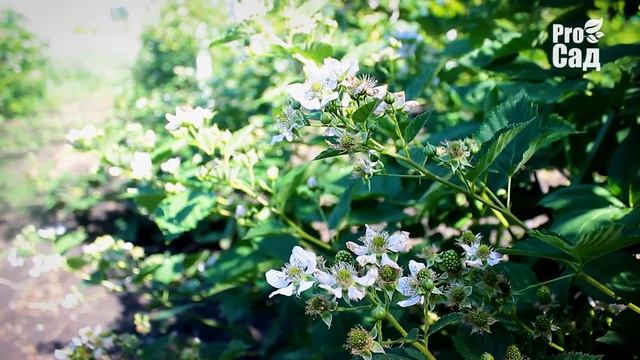 ЦВІТ ОЖИНИ смотреть онлайн