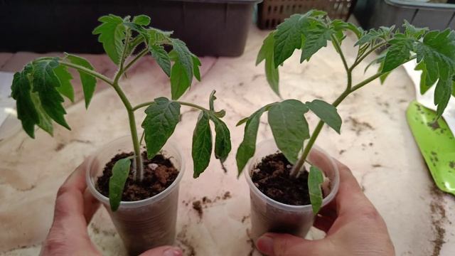 Оэдема у томатов и как я с ней борюсь смотреть онлайн