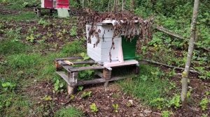 Поселил в лежак 2 отводка через перегородку - И! ставь КРАН на улей чтоб майский мед качать))