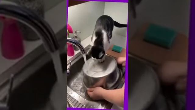 шейхи и коты желают хорошо провести время #timetravel #game #котэ #catvideo смотреть онлайн