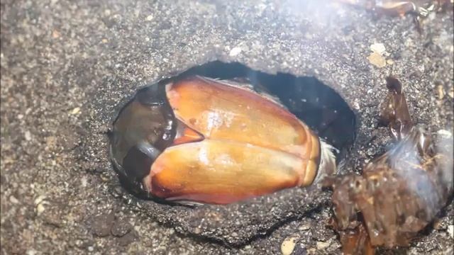 Goliathus goliathus Emerging from Pupa (Female) смотреть онлайн