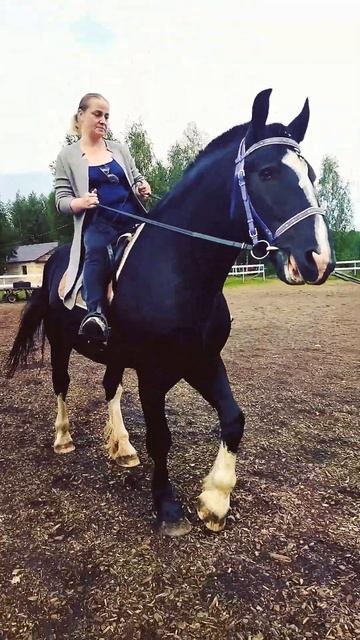 О любви к лошадям #светланакутузова #петербург