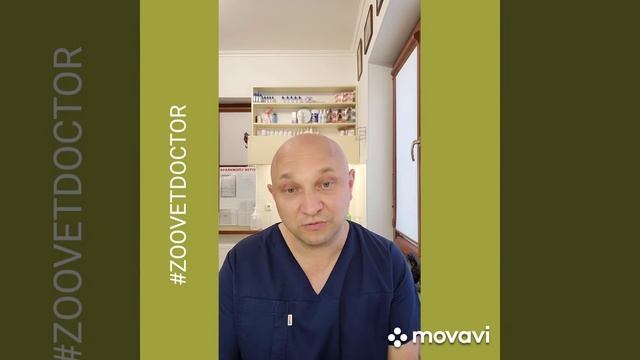 Расстройства пищеварения у собак и кошек ушаковдмитрий zoovetdoctor
