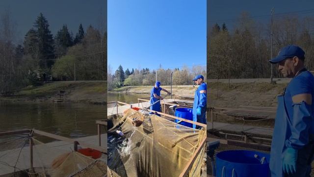 Запуск форели смотреть онлайн