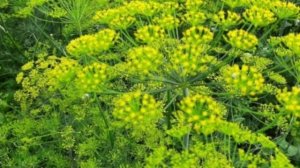 Что сажать рядом с огурцами чтобы собрать хороший урожай?