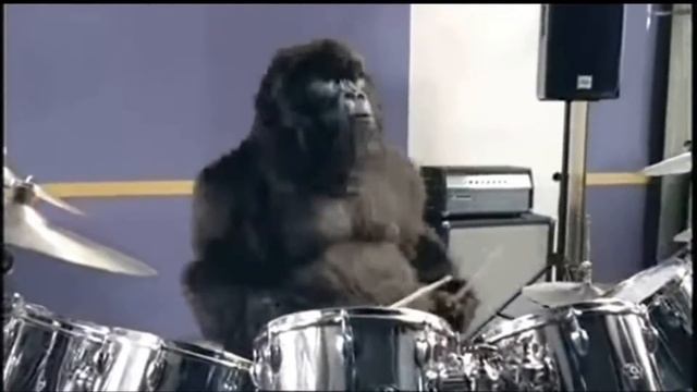 Gorillaxxx смотреть онлайн