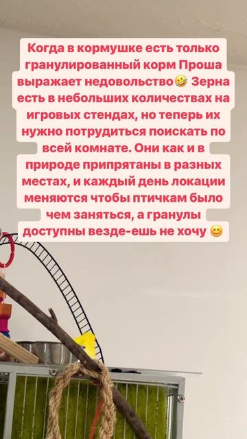Реакция волнистика Проши на гранулированный корм🤣 #смешныеживотные #смешныепопугаи #дляпопугаев