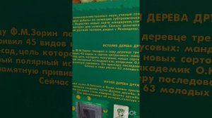 Сад-музей Дерево Дружбы в Сочи