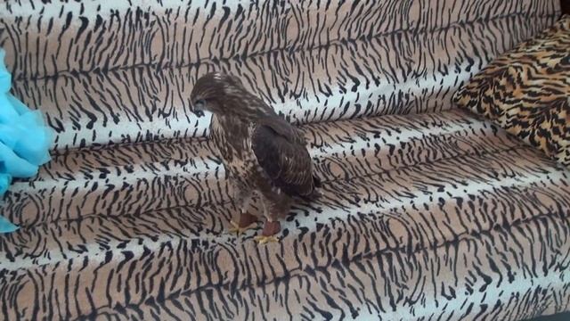 Ястреб тетеревятник "Альфа" смотреть онлайн