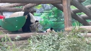 🐼 Мама-панда Диндин не хочет уступать свое любимое место Катюше.

Доченька, дай отдохнуть мамочке.