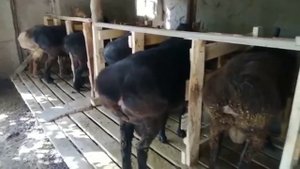 ГУСФАНД бизнес дар 1 мох 1400$ фойда дидан мумкин аст гусфандпарвари