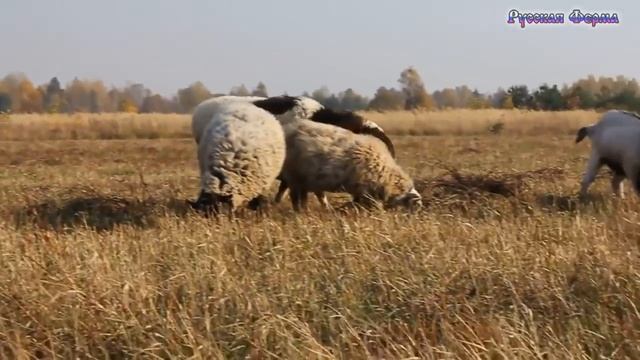 Животные пасутся на осенней траве смотреть онлайн