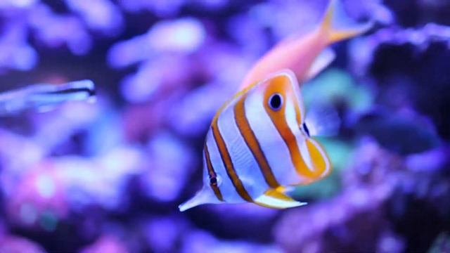 RWA REEF 6000L смотреть онлайн