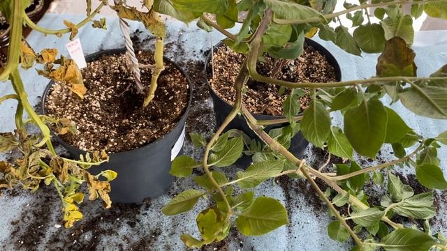 Картофель круглый год. Просто огромный урожай картофеля