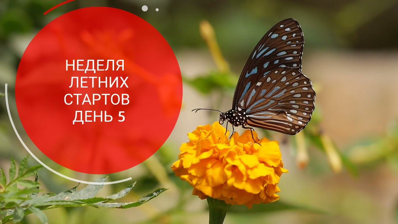 #летниестарты_с_рынашко Топ летний День 5.