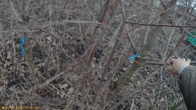 1 Прививка Черешни и вишню на вишню