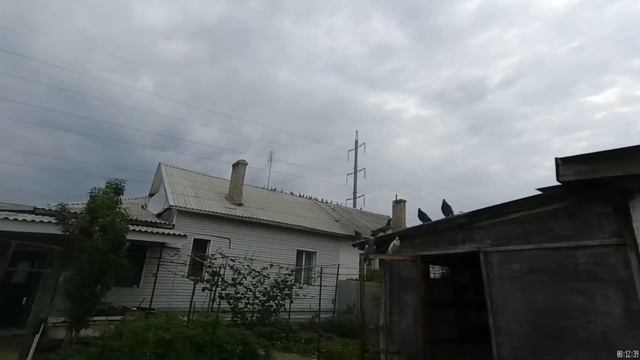 YDXJ0174торцевые голуби смотреть онлайн