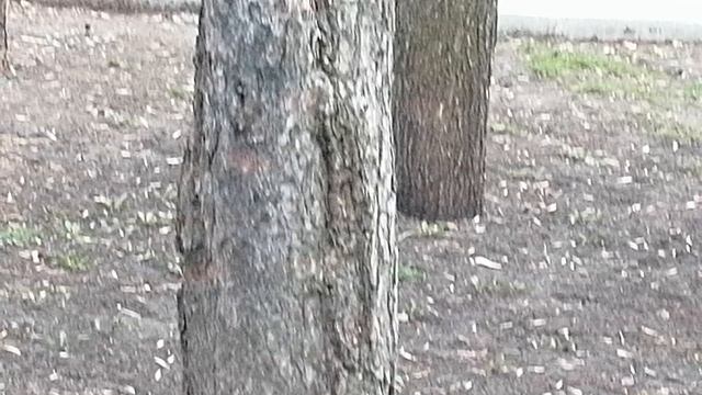 Белка 🐿️
