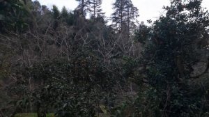 Сбор урожая мандаринов в Грузии 2024 Батуми Махинджаури