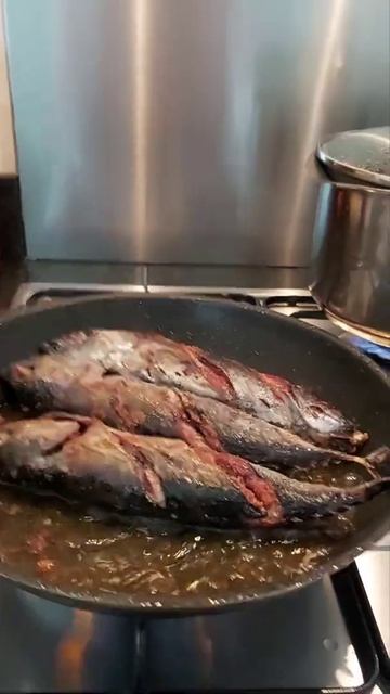 Low Carbs Fried Bullet Tuna and Squid Shorts video  Coneyslifestylein uk