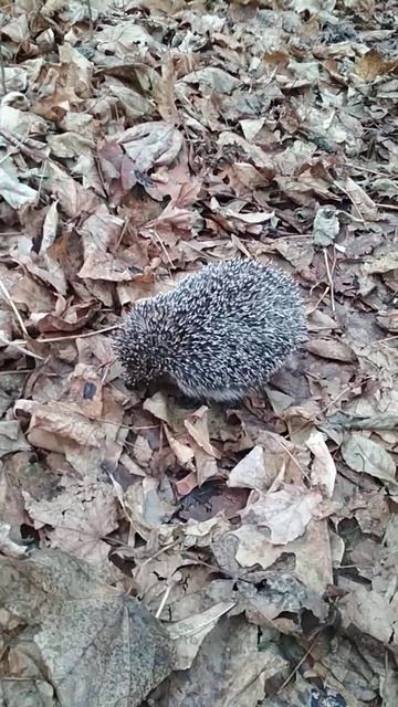 Молодой ёжик. 10 ноября. Тамбовская область. смотреть онлайн